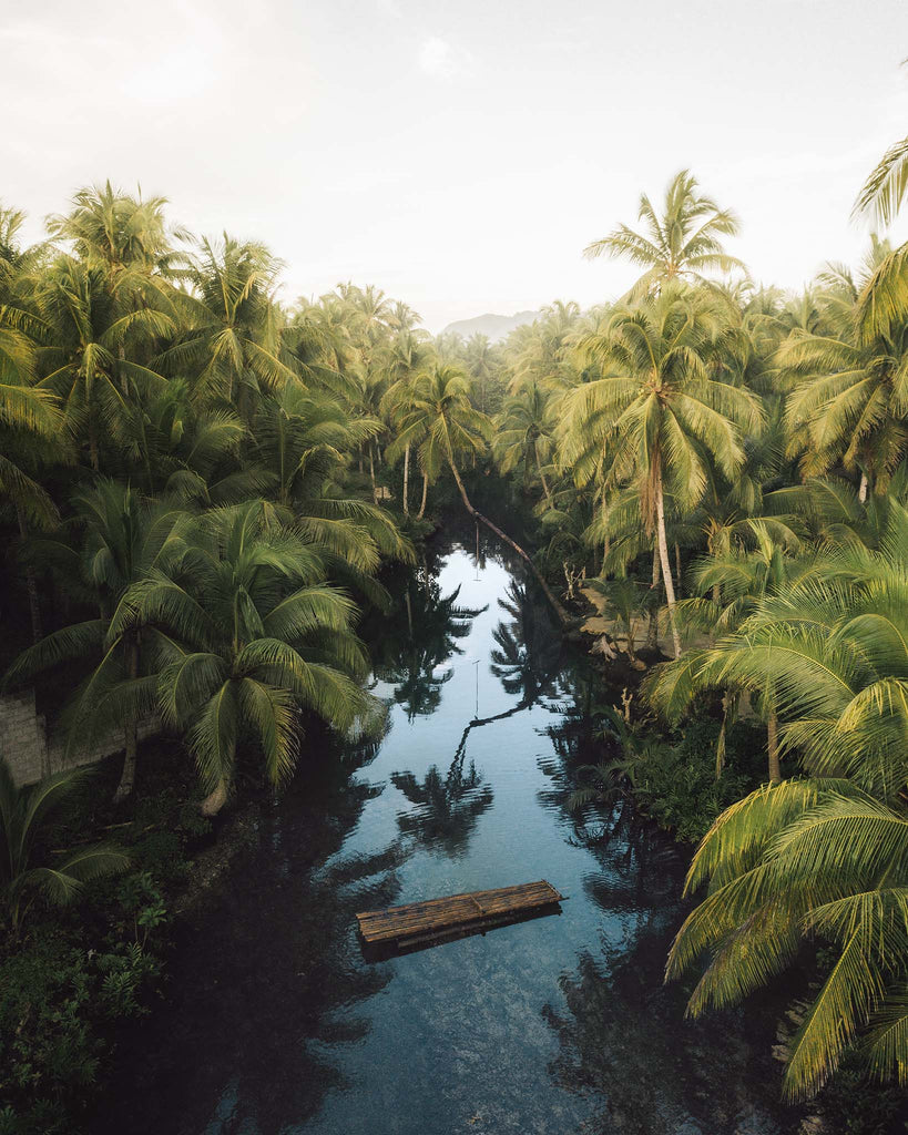 siargao island palm tree prints - lola hubner photography