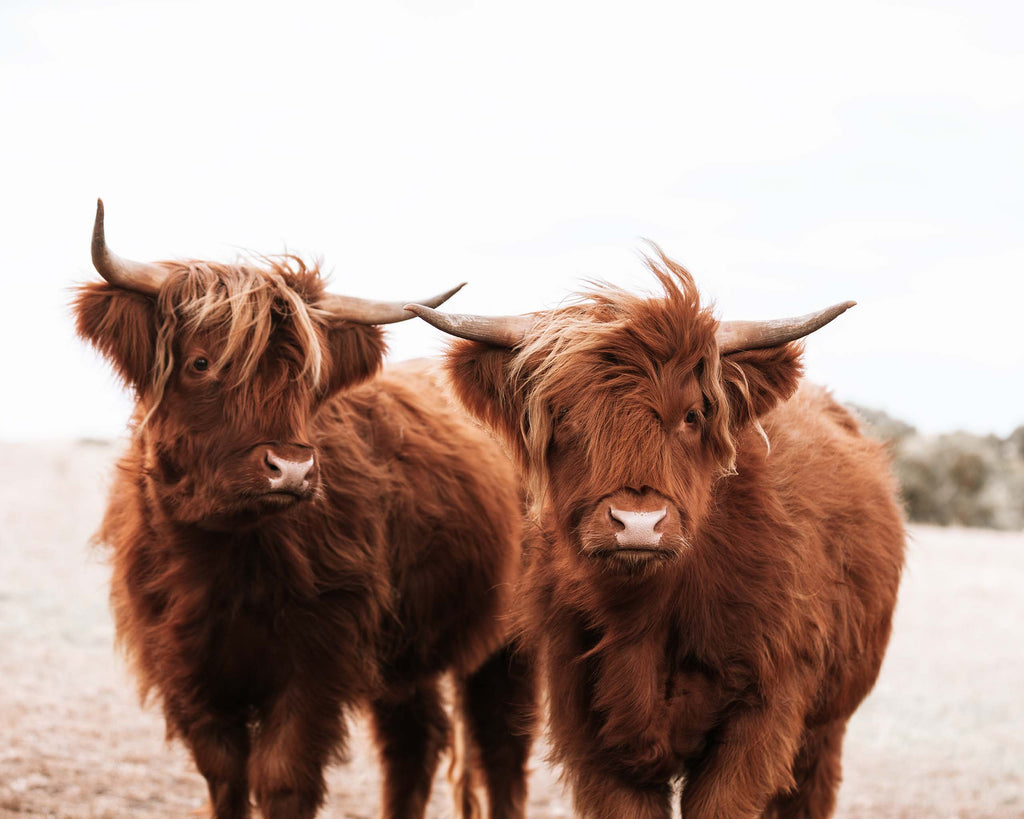 highland cows australia photography prints