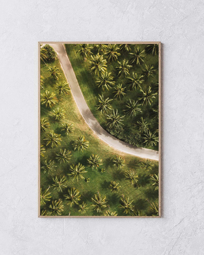 palm tree prints - wall art - photography prints australia